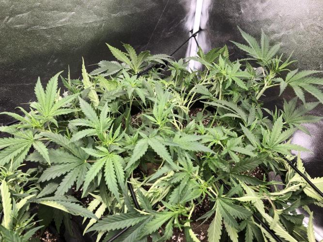 Mimosa and Critical Orange | 4 Autos. Week 5