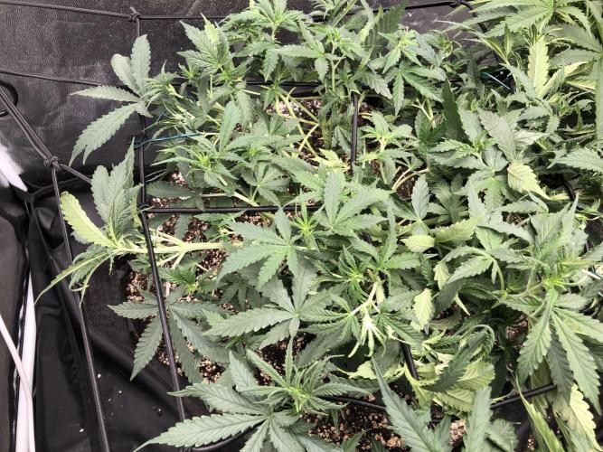 Mimosa and Critical Orange | 4 Autos. Week 5