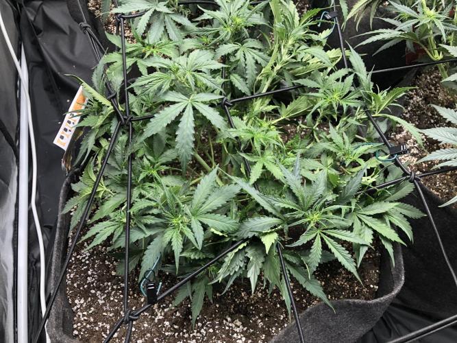 Mimosa and Critical Orange | 4 Autos. Week 5