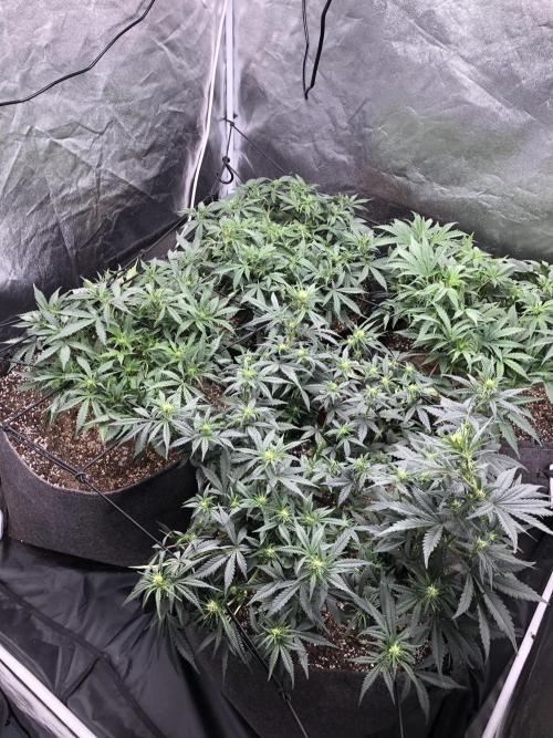 Mimosa and Critical Orange | 4 Autos. Week 5