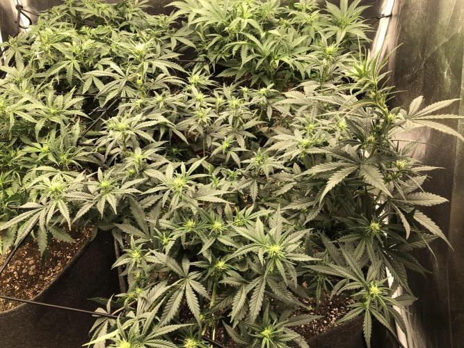 Mimosa and Critical Orange | 4 Autos. Week 5