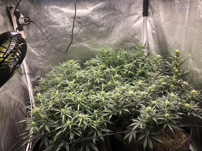 Mimosa and Critical Orange | 4 Autos. Week 7