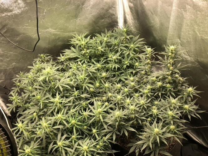 Mimosa and Critical Orange | 4 Autos. Week 7