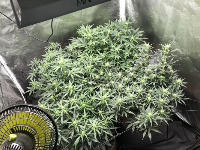 Mimosa and Critical Orange | 4 Autos. Week 7