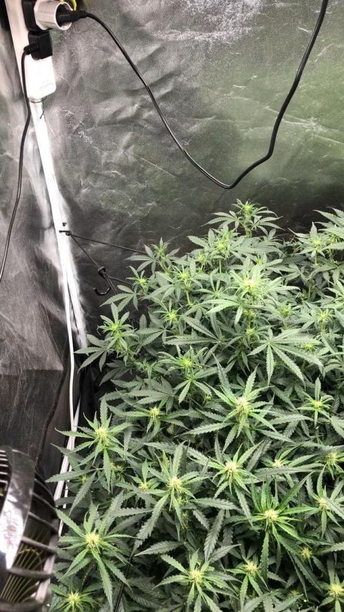 Mimosa and Critical Orange | 4 Autos. Week 7