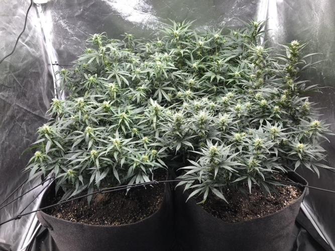 Mimosa and Critical Orange | 4 Autos. Week 7