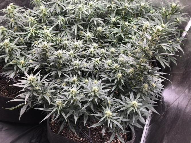 Mimosa and Critical Orange | 4 Autos. Week 7