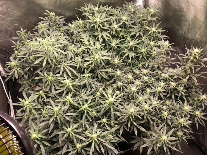 Mimosa and Critical Orange | 4 Autos. Week 7