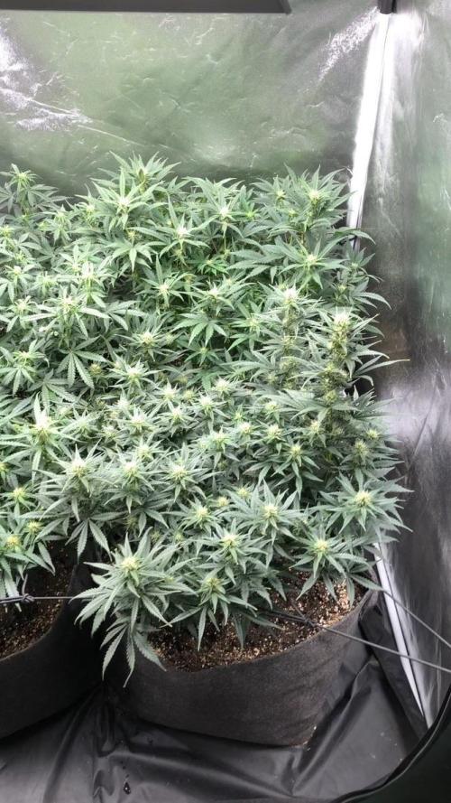 Mimosa and Critical Orange | 4 Autos. Week 7