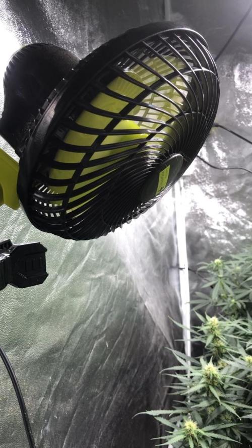 Mimosa and Critical Orange | 4 Autos. Week 8