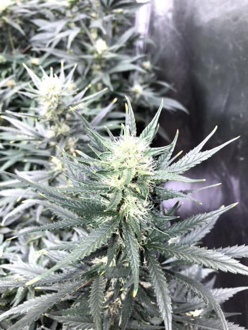 Mimosa and Critical Orange | 4 Autos. Week 8