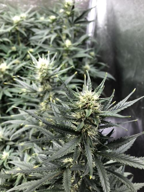 Mimosa and Critical Orange | 4 Autos. Week 8