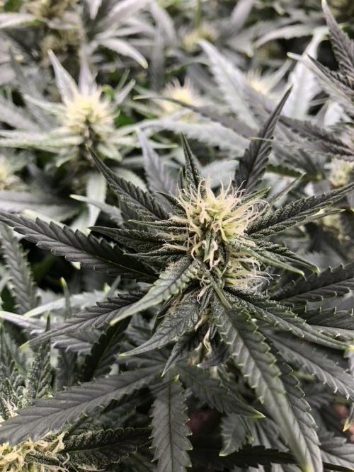 Mimosa and Critical Orange | 4 Autos. Week 8