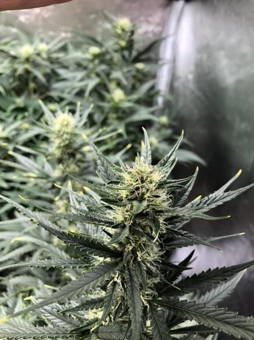 Mimosa and Critical Orange | 4 Autos. Week 8