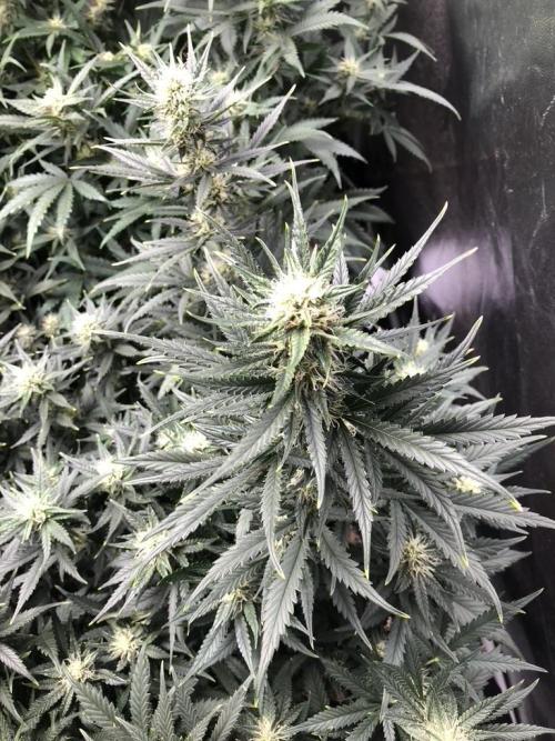 Mimosa and Critical Orange | 4 Autos. Week 8