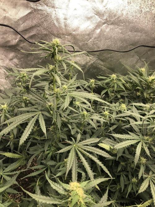 Mimosa and Critical Orange | 4 Autos. Week 8