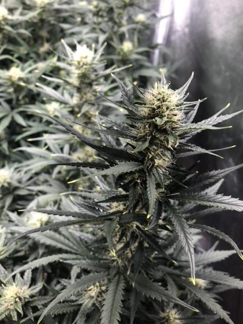 Mimosa and Critical Orange | 4 Autos. Week 8