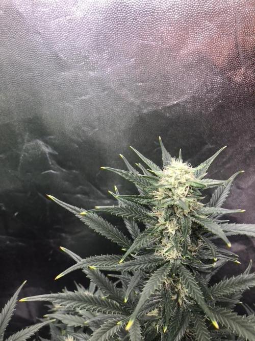 Mimosa and Critical Orange | 4 Autos. Week 8