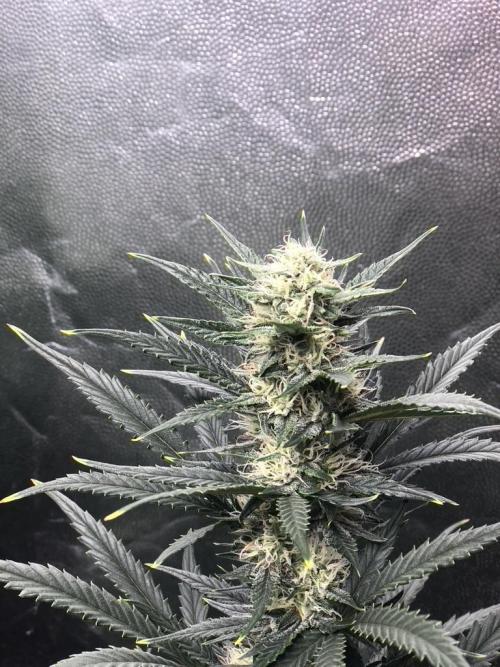 Mimosa and Critical Orange | 4 Autos. Week 8