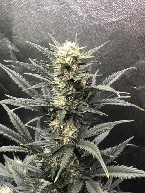 Mimosa and Critical Orange | 4 Autos. Week 8