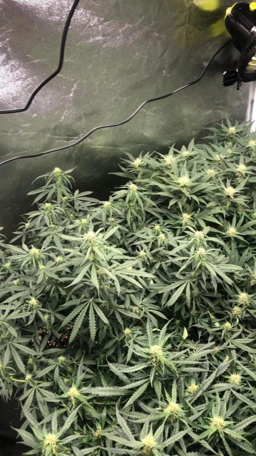 Mimosa and Critical Orange | 4 Autos. Week 8