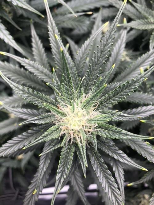 Mimosa and Critical Orange | 4 Autos. Week 8