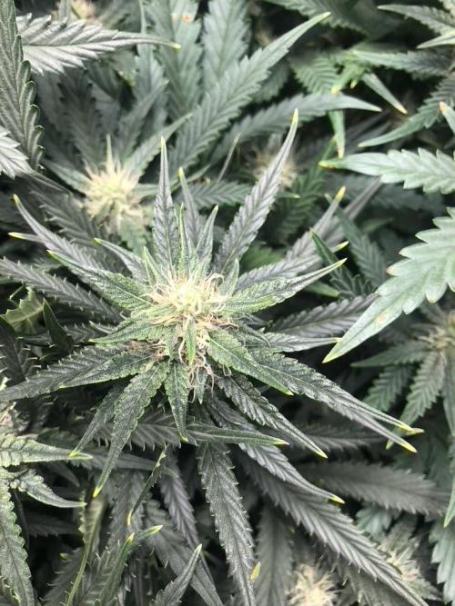 Mimosa and Critical Orange | 4 Autos. Week 8