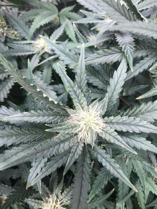 Mimosa and Critical Orange | 4 Autos. Week 8