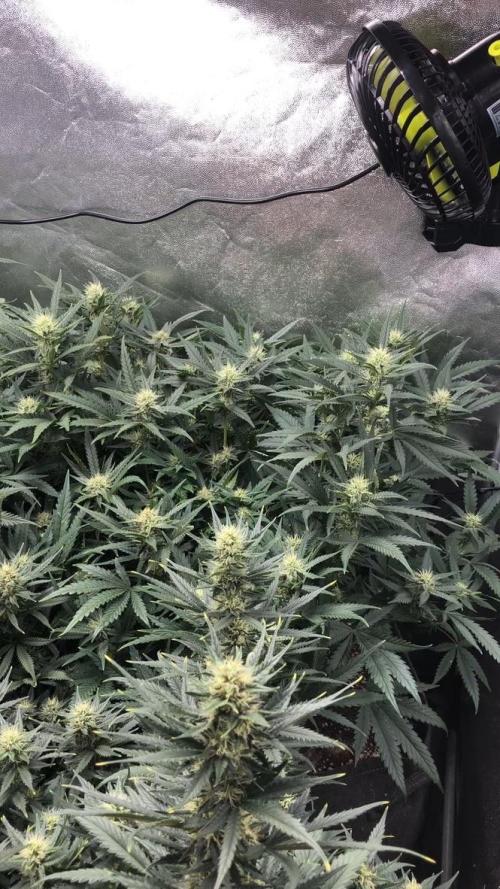 Mimosa and Critical Orange | 4 Autos. Week 8