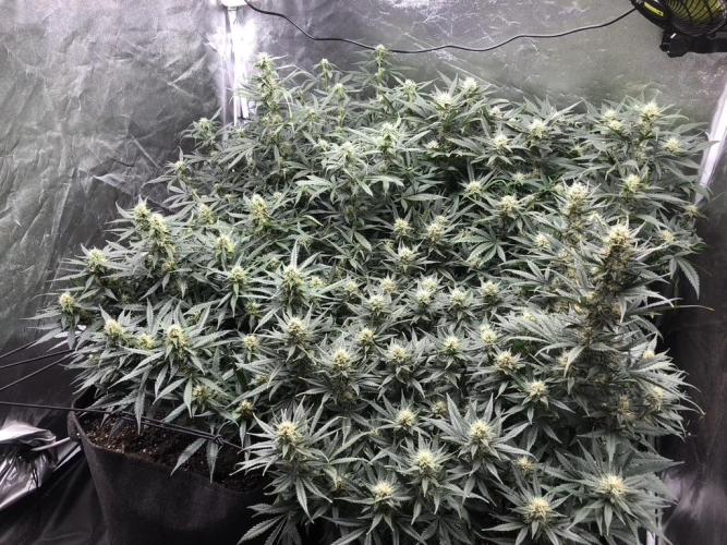 Mimosa and Critical Orange | 4 Autos. Week 8