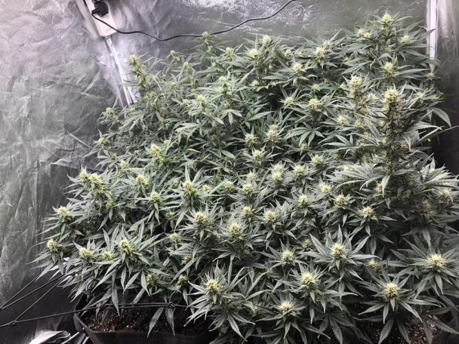 Mimosa and Critical Orange | 4 Autos. Week 8