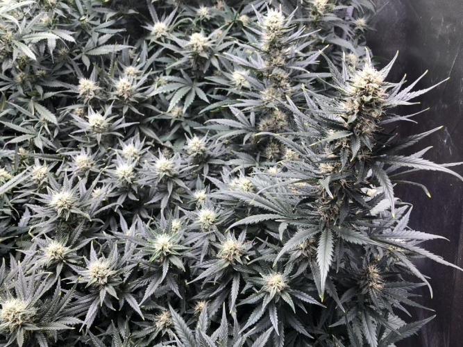 Mimosa and Critical Orange | 4 Autos. Week 8