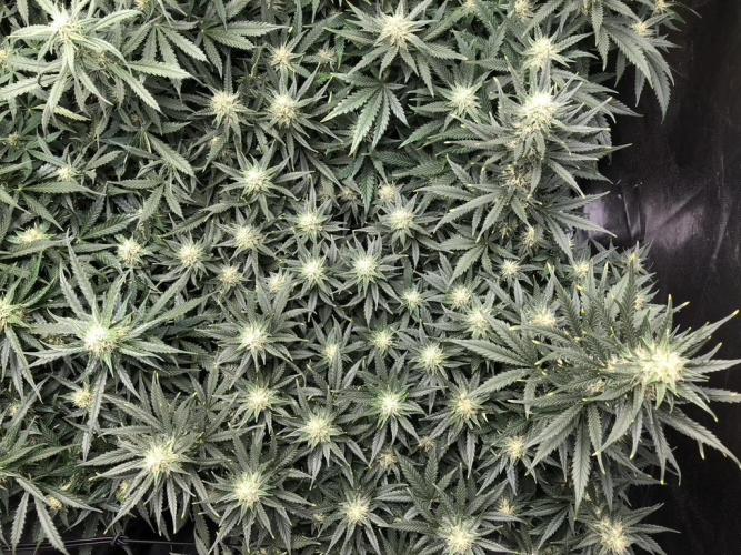 Mimosa and Critical Orange | 4 Autos. Week 8