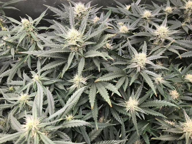 Mimosa and Critical Orange | 4 Autos. Week 8