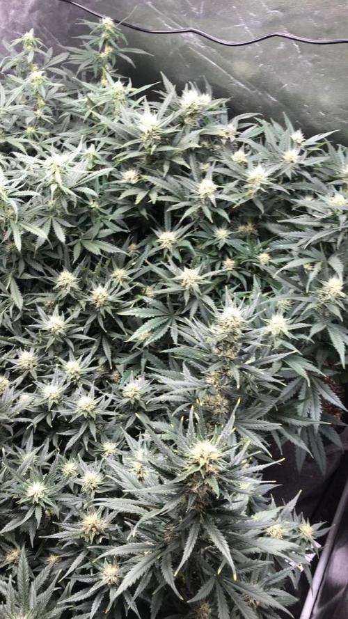 Mimosa and Critical Orange | 4 Autos. Week 8