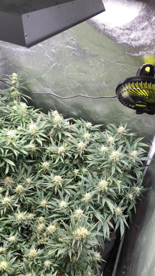 Mimosa and Critical Orange | 4 Autos. Week 9