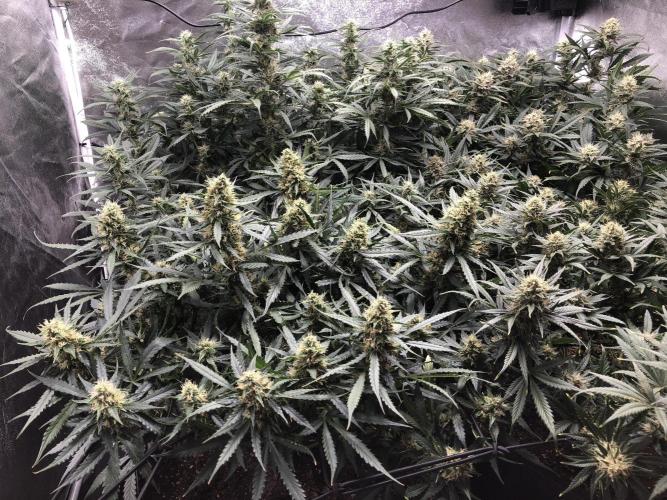 Mimosa and Critical Orange | 4 Autos. Week 9