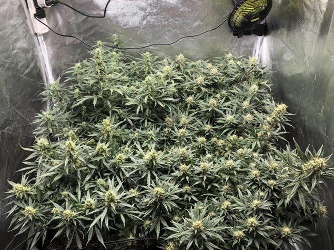 Mimosa and Critical Orange | 4 Autos. Week 9