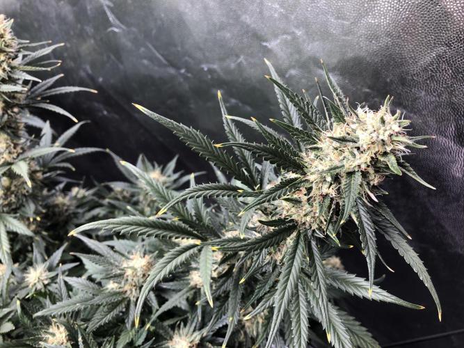 Mimosa and Critical Orange | 4 Autos. Week 9