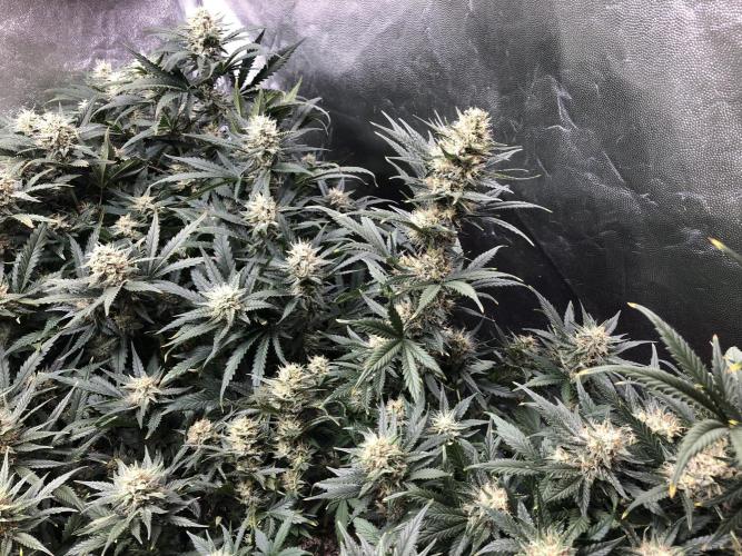 Mimosa and Critical Orange | 4 Autos. Week 9