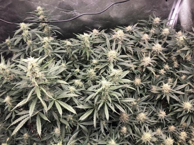 Mimosa and Critical Orange | 4 Autos. Week 9