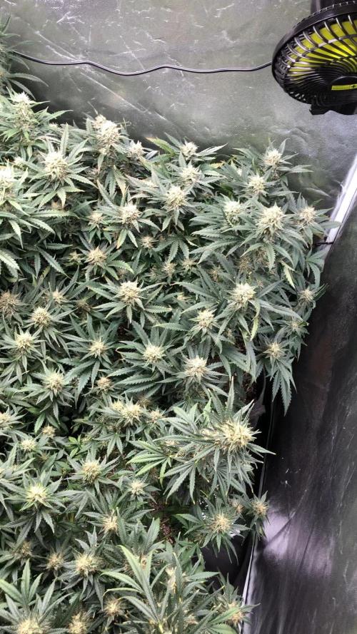 Mimosa and Critical Orange | 4 Autos. Week 9