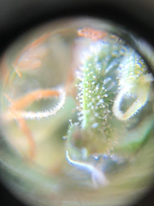 Mimosa and Critical Orange | 4 Autos. Week 9