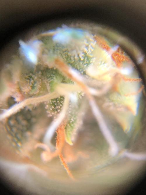 Mimosa and Critical Orange | 4 Autos. Week 9