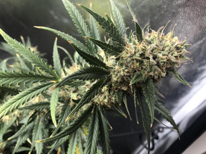 Mimosa and Critical Orange | 4 Autos. Week 9