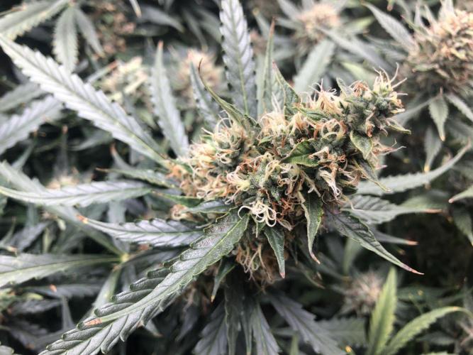 Mimosa and Critical Orange | 4 Autos. Week 9