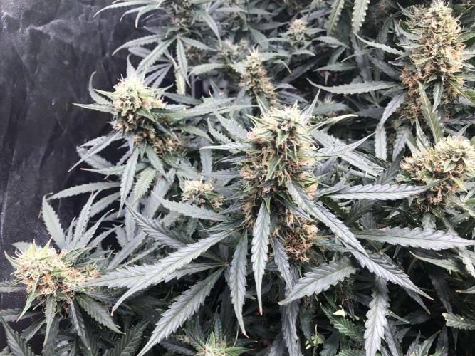 Mimosa and Critical Orange | 4 Autos. Week 9