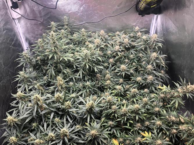 Mimosa and Critical Orange | 4 Autos. Week 9