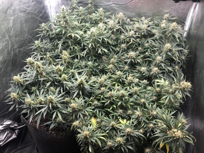 Mimosa and Critical Orange | 4 Autos. Week 9