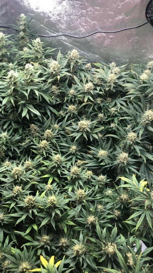 Mimosa and Critical Orange | 4 Autos. Week 9